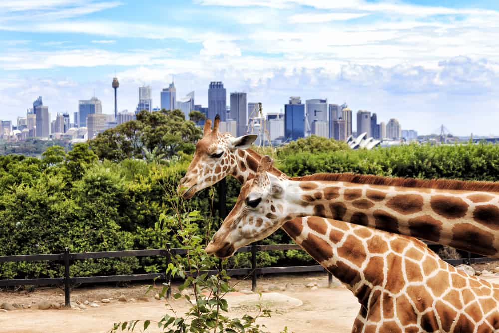 Ædende giraffer i Taronga Zoo med Sydneys skyline i baggrunden.