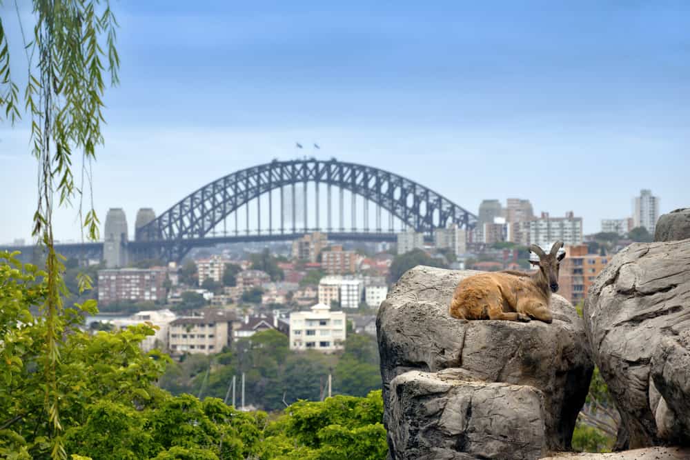 Udsigt ind over Sydney fra Toronga Zoo.
